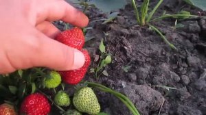 Клубника  Королева Елизавета !