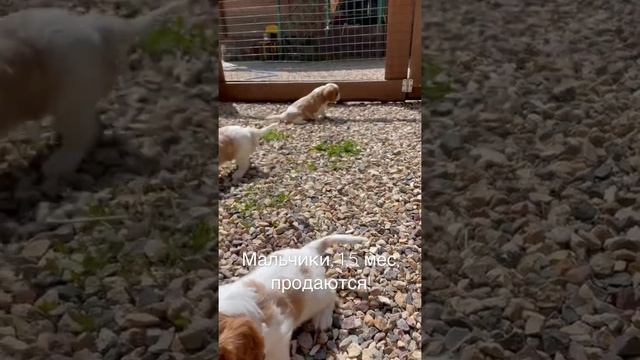 Кобели ККЧС, бленхейм, предлагаем к бронированию. смотреть онлайн