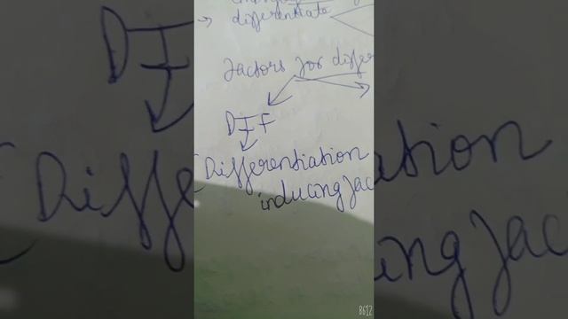 Differentiation in Dictyostelium-in a nutshell смотреть онлайн