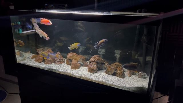 How to Keep Peacock Cichlids | Care Guide & Species Profile смотреть онлайн
