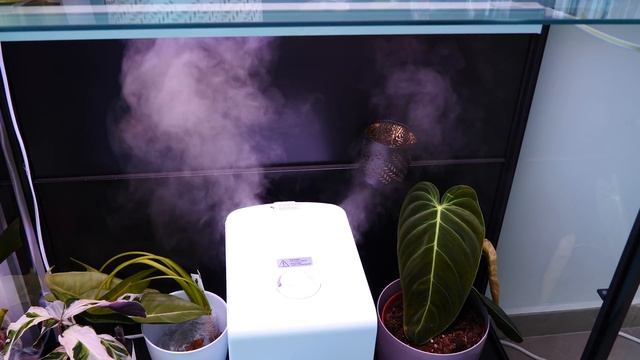Repotting Fancy Plants from Araflora Haul! - Begonia, Alocasia & Syngonium! смотреть онлайн