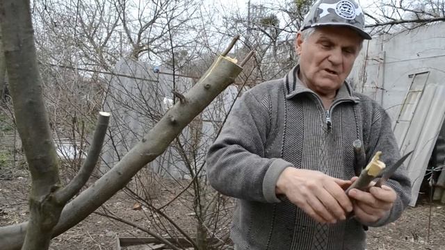 Как прививать деревья фруктовые. Самая простая прививка/перепрививка смотреть онлайн