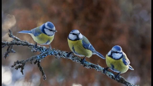 Зимующие и оседлые птицы смотреть онлайн