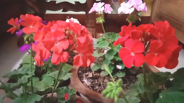 how to grow and care tips complete guide geranium flowers plant смотреть онлайн