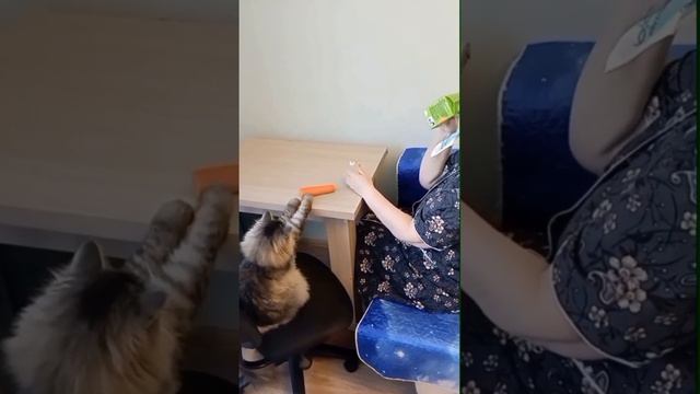 Смешные кошки #Жадная бабуся у кота Лёпки ! # смотреть онлайн