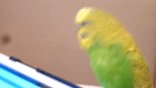 С кем попугай поет дуэтом//ПЕНИЕ ВОЛНИСТОГО ПОПУГАЯ//ПЕНИЕ ПТИЦ//зеленый попугайчик TV