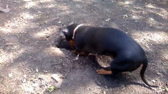 Такса копает и ест дождевых червяков смотреть онлайн