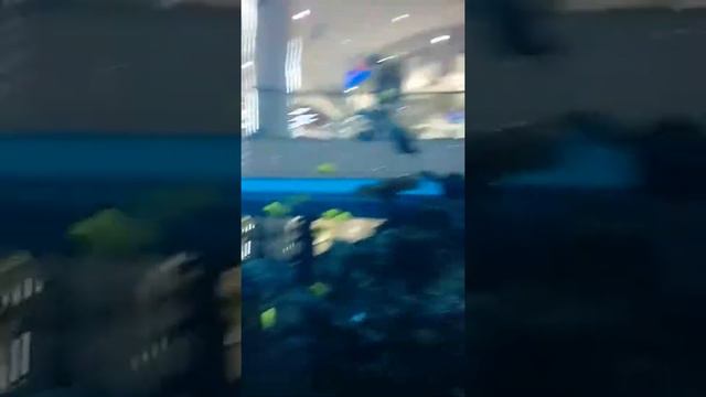 Аквариум в нутри на лифте Москва смотреть онлайн