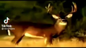 ты олень тупой 1 час