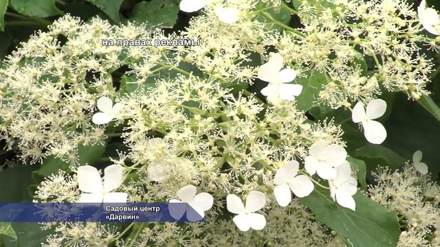 СЦ "Дарвин" предлагает солнечногорцам украсить сады гортензиями. 06.2014 смотреть онлайн