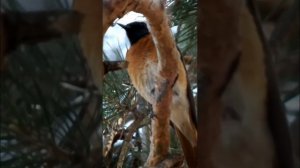 #shorts Птица горихвостка в лесу