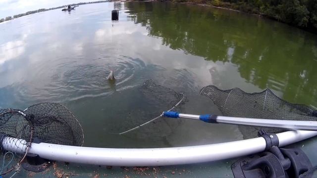 Рыбалка в день рыбака. Плотва. Карась. Синец. Карп. смотреть онлайн