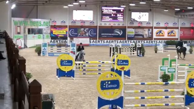 7-jarige BWP gekeurde hengst Petit Cornet vd Rostal (v.Cornet) смотреть онлайн
