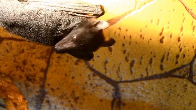 Гигантская летучая лисица или калонг (Pteropus vampyrus) смотреть онлайн