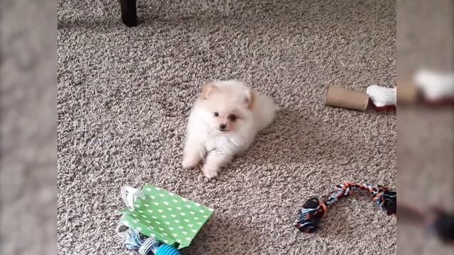 Cute pomeranian puppy / Милый щенок померанского шпица смотреть онлайн