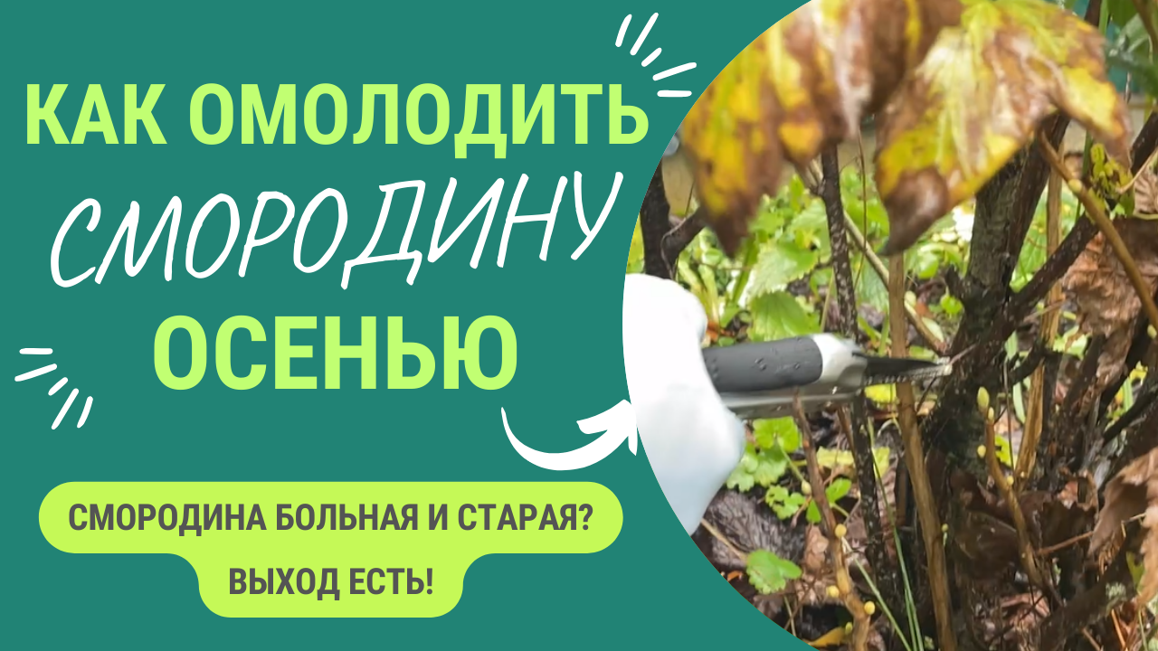 Больная и старая смородина. Даем 2-ю жизнь! смотреть онлайн