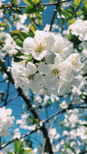 Задушевная казачья песня. "Когда весна на Дон придет". Оптинский хор #пасха #христос_воскресе