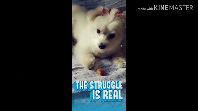 Foto De Mi Perrita Lexi! 2018