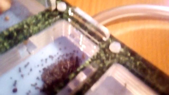 1 ВИДЕО ПОВЕЛИТЕЛЕЙ МУРАВЬЕВ