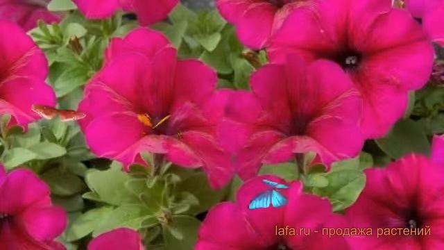 Петуния грандифлора Лимбо Джи Пи Бургунди ? обзор: как сажать, семена петунии Лимбо Джи Пи Бургунди смотреть онлайн
