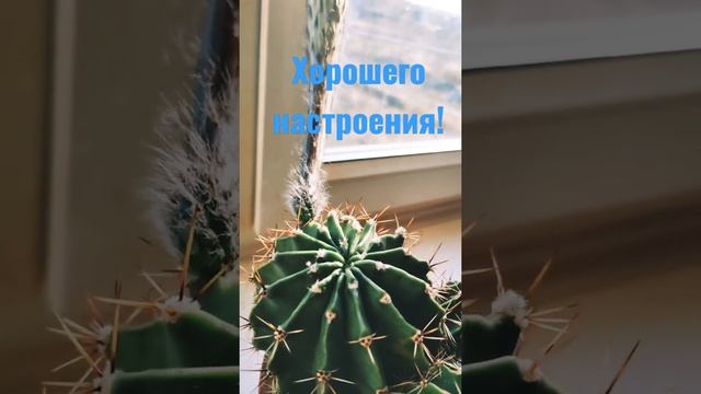 Кактус расцвёл! ?? / echinocactus blossoms! #shorts смотреть онлайн