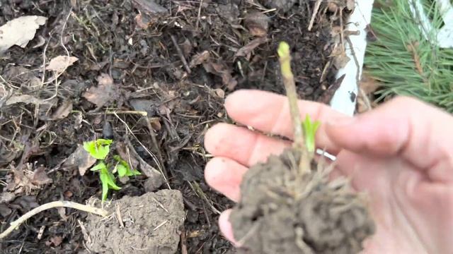 Дачная жизнь. Красивые идеи с гортензиями.Сажаю гортензии смотреть онлайн