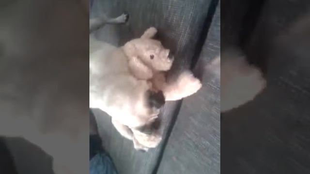 Mops Vs. Teddy смотреть онлайн