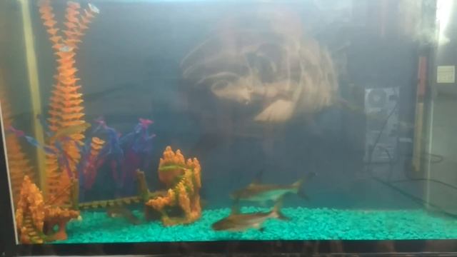 акулий сом(пангасиус) shark catfish(pangasius) 2 смотреть онлайн