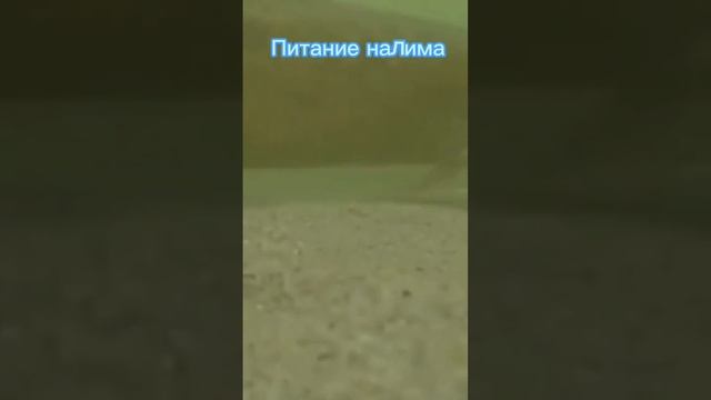 Питание налима ? #shorts смотреть онлайн