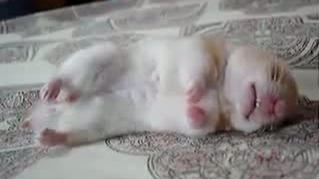 Беспокойный сон хомячка / www.kengarags.ru смотреть онлайн