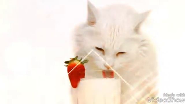 фото котиков смотреть онлайн