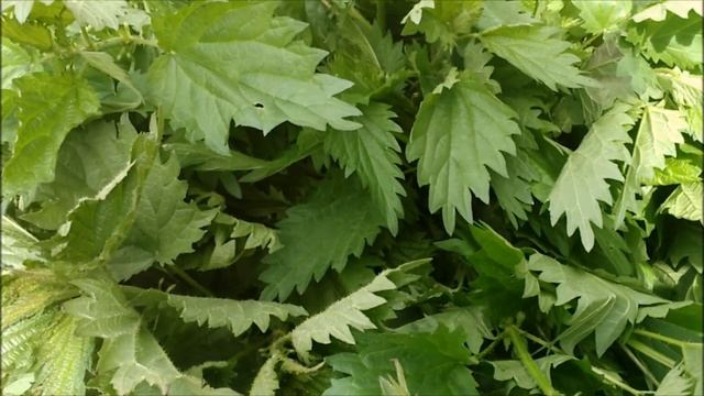 УДОБРЕНИЕ ИЗ КРАПИВЫ..ДЕШЕВО..ДОСТУПНО..ЭФФЕКТИВНО. смотреть онлайн