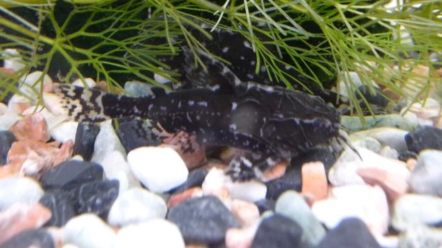 Броняковый сом (Agamyxis pectinifrons) смотреть онлайн