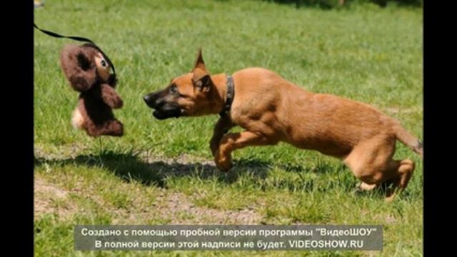 Милые собачки , и их поведение смотреть онлайн