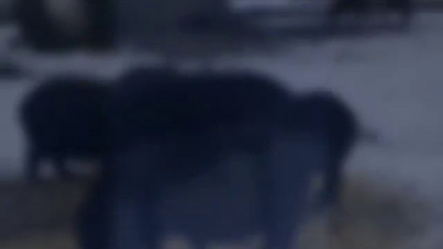 Животные в Челнах (в амеге.)... смотреть онлайн