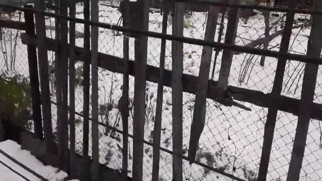 Сад 13.11.2020г. смотреть онлайн