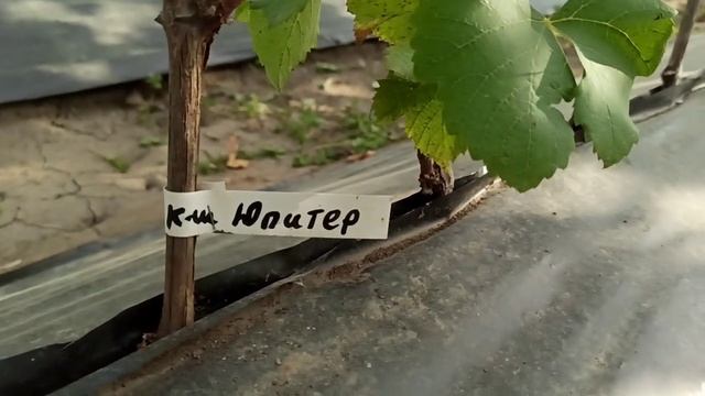 Саженцы винограда на 18.09.2020г. смотреть онлайн