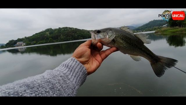 Bass fishing ultralight South Korea Full Strike. 배스낚시 루어낚시 Auto Hujan Strike #PokoeUncaL08 смотреть онлайн