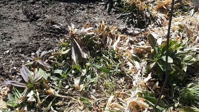 Многолетние гвоздики, живы??? смотреть онлайн