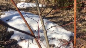 Ива Хакуро нишики после зимы