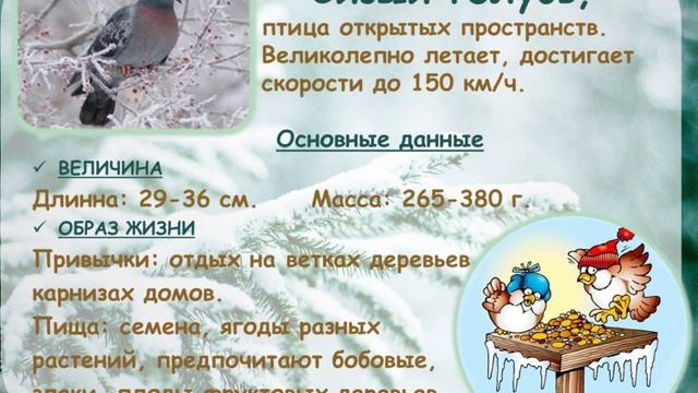 Презентация "Зимующие птицы города Кирово-Чепецка" смотреть онлайн