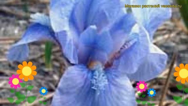 Ирис карликовый Маленький Сапфир. Краткий обзор, описание характеристик iris pumila Little Sapphire смотреть онлайн