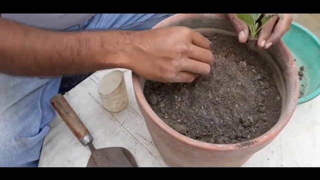 growing dahlias in pots | dahlia plant care | how to plant dahlias смотреть онлайн