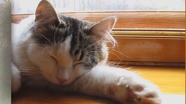 Благодарность. смотреть онлайн