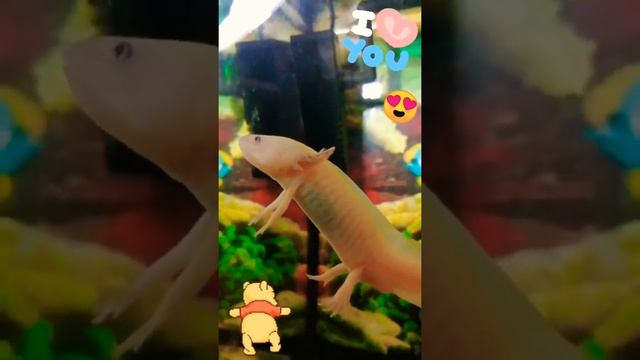 милый аксолотль ❤️ смотреть онлайн