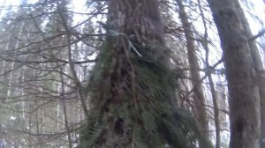 Установка капканов на куницу( КП-120 под веник)