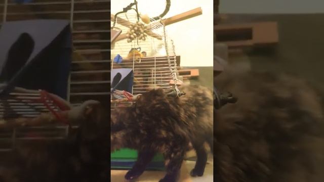 Какарики и Кошка / Кошка и попугай /домашние животные | Природа | Попугай и Кошка| Kakariki | смотреть онлайн