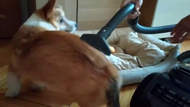Корги и пылесос | Corgi vs Vacuum Cleaner смотреть онлайн