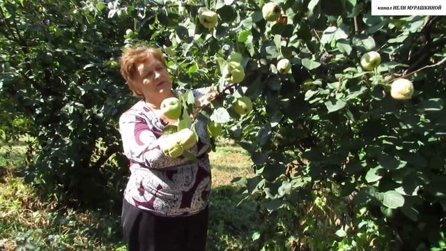 АЙВА обыкновенная. РАЗНОПЛАНОВОСТЬ её ПРИМЕНЕНИЯ в садоводстве. смотреть онлайн