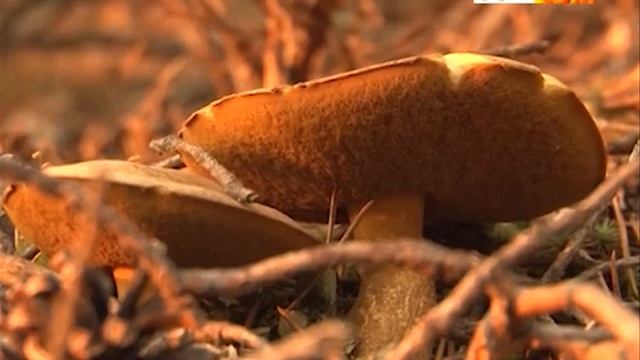 экспедиции Моя родина Казахстан смотреть онлайн